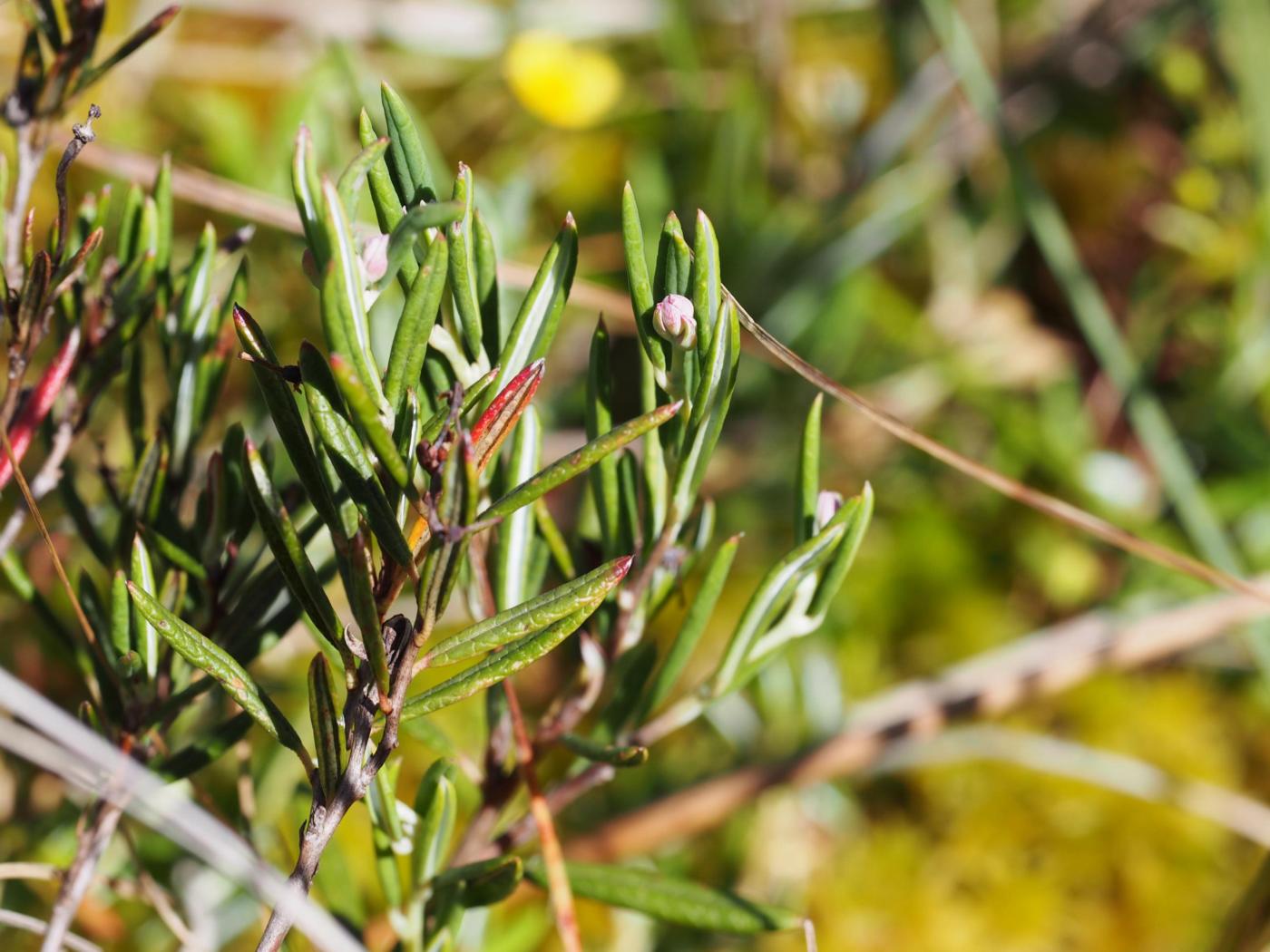 Andromeda, Marsh plant